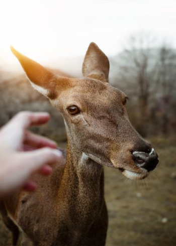 person reaching out to brown wild animal