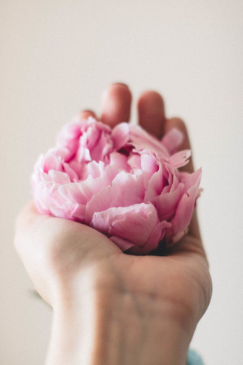Person Showing Pink Peony Flower Person Showing Pink Peony Flower