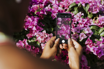 Person Taking Photo of Pink Bougainvillea
