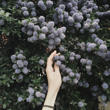 Person Touching Blue Flower