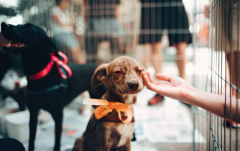 Person Touching Brown Puppy Person Touching Brown Puppy