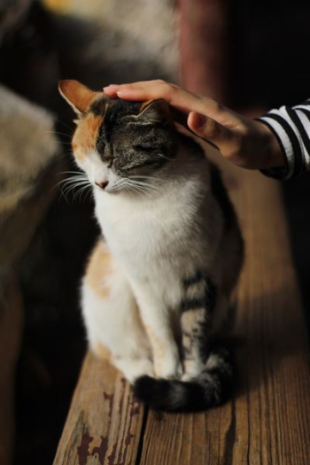 person touching cat's head person touching cat's head