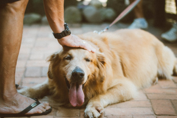 Person Touching Golden Retriever Person Touching Golden Retriever
