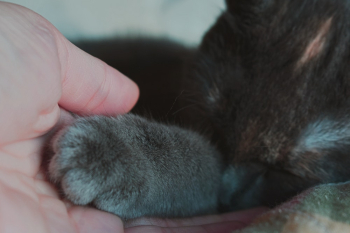 Person Touching Pet Paw Person Touching Pet Paw