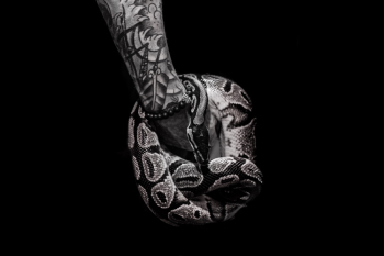 Person With Tattoo Holds Python Person With Tattoo Holds Python