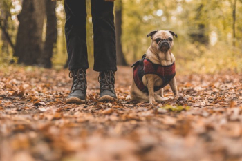 Pet And Owner On Fall Walk Pet And Owner On Fall Walk