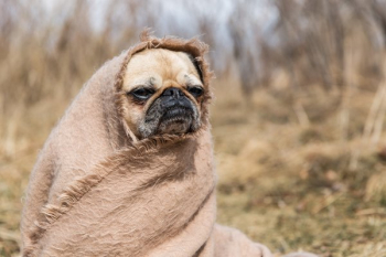 Pet Dog Is Real Cozy Pet Dog Is Real Cozy