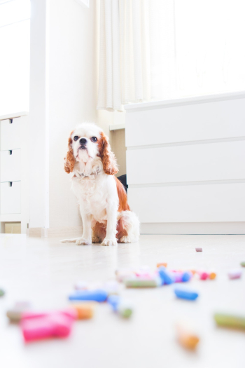 Pet Dog Sitting Down on Floor Pet Dog Sitting Down on Floor