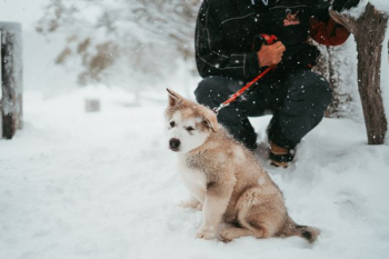 pet dog sitting down on snow pet dog sitting down on snow