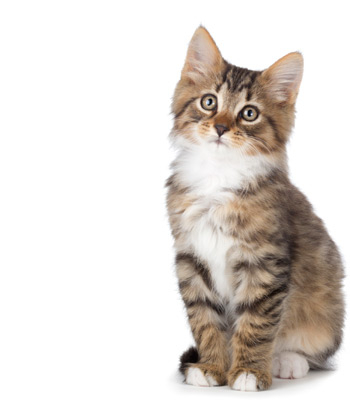 Pet Insurance | Nationwide is America's Best Pet Insurance