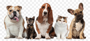 Pet sitting Dog Cat Beechwood Veterinary Clinic - Pet dogs and cats 