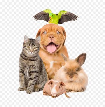 Pet sitting Dog Cat Puppy - Puppy Kitten Bunny Pet sitting Dog Cat Puppy - Puppy Kitten Bunny