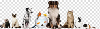 Pet sitting Dog daycare Cat, animals transparent background PNG clipart Pet sitting Dog daycare Cat, animals transparent background PNG clipart