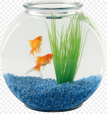 Pet sitting Oranda Aquarium Fish - fish bowl Pet sitting Oranda Aquarium Fish - fish bowl