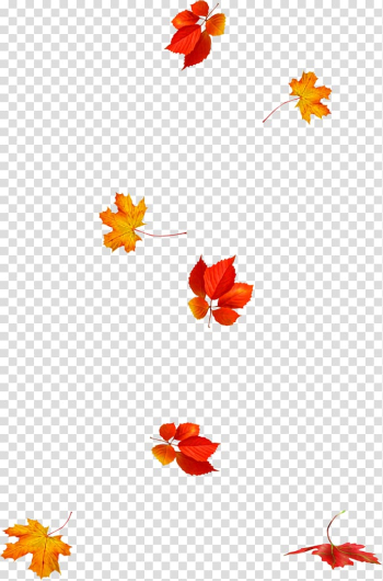 Petal Autumn leaf color Autumn leaf color , Leaf transparent background PNG clipart Petal Autumn leaf color Autumn leaf color , Leaf transparent background PNG clipart