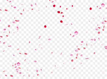 Petal Beach rose Flower - Beautiful flower petals falling Petal Beach rose Flower - Beautiful flower petals falling