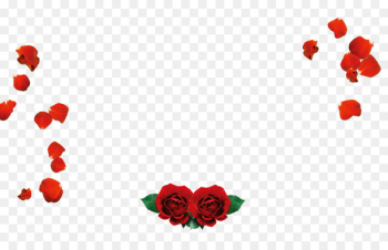 Petal Beach rose Valentines Day Love Red - Red rose petals Rose 