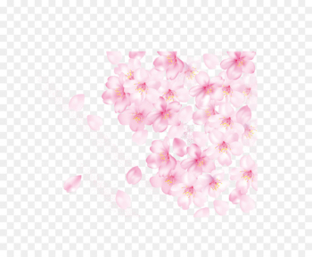 Petal Cherry blossom Pink - Cherry blossom petals Petal Cherry blossom Pink - Cherry blossom petals