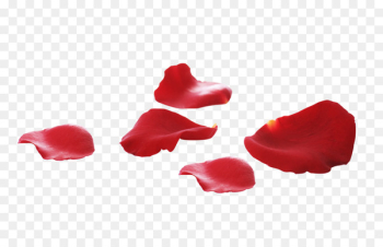 Petal Download Flower - Rose petal Petal Download Flower - Rose petal