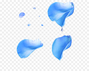 Petal Flower Beach rose Blue rose - Rose petals drift Petal Flower Beach rose Blue rose - Rose petals drift
