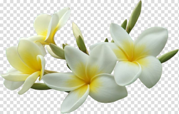 Petal Flower Frangipani Plant, flowers transparent background PNG clipart