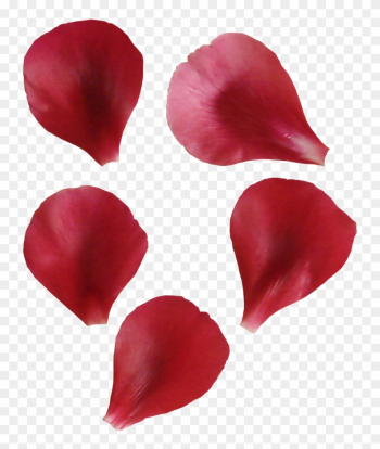 Petal Flower Leaf - Portable Network Graphics Petal Flower Leaf - Portable Network Graphics