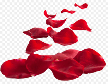 Petal Flower - Rose petals petal material Petal Flower - Rose petals petal material