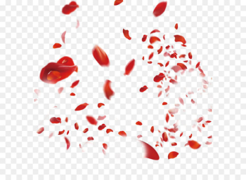 Petal Flower Rose - Rose petal Petal Flower Rose - Rose petal
