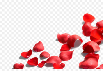 Petal Flower Rose - Rose petal Petal Flower Rose - Rose petal