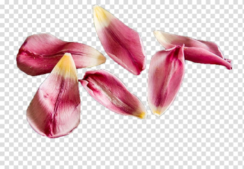 Petal Flower Tulip , Tulip flower transparent background PNG clipart Petal Flower Tulip , Tulip flower transparent background PNG clipart