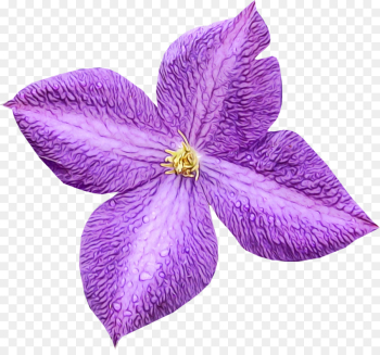 petal flower violet purple plant