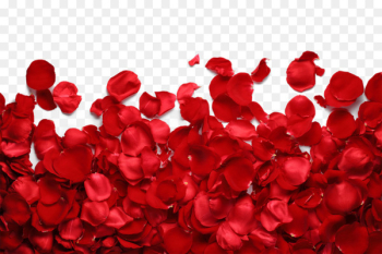 Petal Garden roses Flower Red - petals Petal Garden roses Flower Red - petals