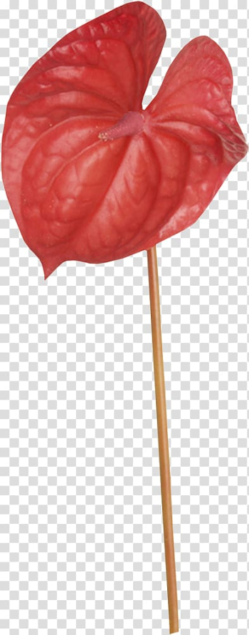 Petal Leaf, Leaf transparent background PNG clipart Petal Leaf, Leaf transparent background PNG clipart