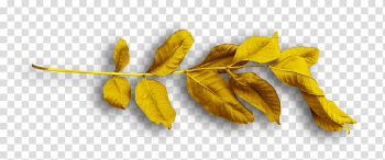 Petal, others transparent background PNG clipart Petal, others transparent background PNG clipart