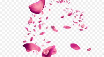Petal Pink Cherry blossom - Floating cherry blossom petals Petal Pink Cherry blossom - Floating cherry blossom petals