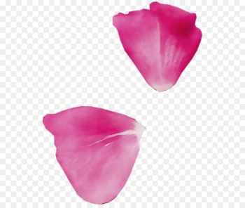 petal pink magenta flower tulip petal pink magenta flower tulip