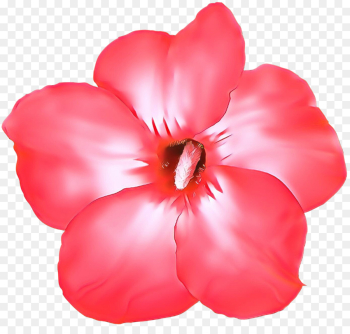 petal pink red flower plant petal pink red flower plant