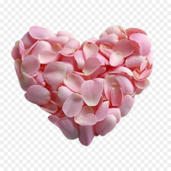 Petal Pink Rose Flower Heart - rose Petal Pink Rose Flower Heart - rose