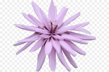 Petal, Purple PNG Petal, Purple PNG