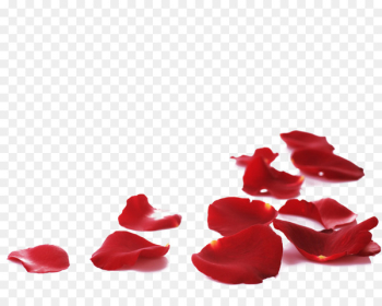 Petal Rose Flower Stock photography - petals Petal Rose Flower Stock photography - petals