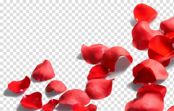 Petal Rose Jon Caplan, Rose petal transparent background PNG clipart Petal Rose Jon Caplan, Rose petal transparent background PNG clipart