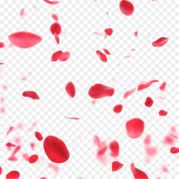 Petal Stock photography Rose Flower stock.xchng - Rose petal Petal Stock photography Rose Flower stock.xchng - Rose petal