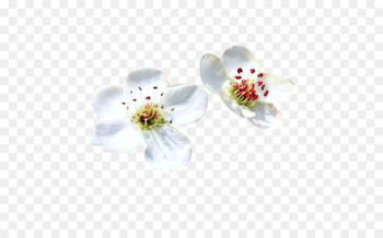 Petal White Computer file - Pear petal white picture material 