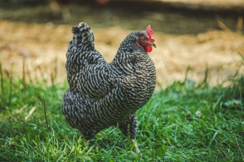 Petting Zoo Chicken Petting Zoo Chicken