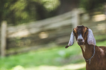 Petting Zoo Goat Petting Zoo Goat