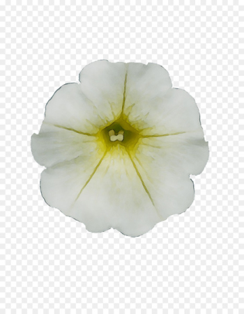 Petunia Surfinia White Yellow Light -  