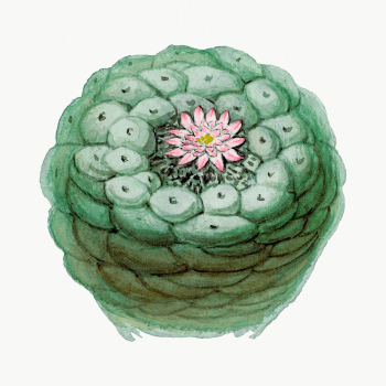 Peyote  cactusillustration, botanical drawing | Free Photo Illustration - rawpixel