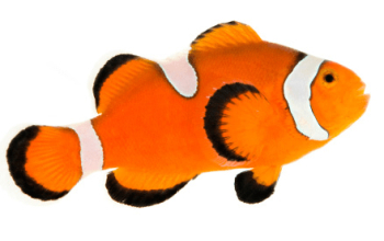 Pez png » PNG Image Pez png » PNG Image