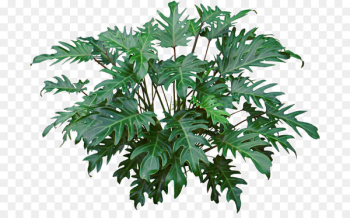 Philodendron xanadu Philodendron bipinnatifidum Houseplant Ornamental plant Syngonium - flower tropical 