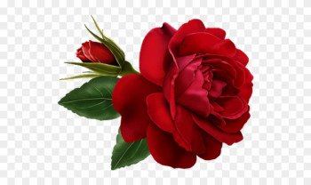 Photo - Animated Rose Photo - Animated Rose
